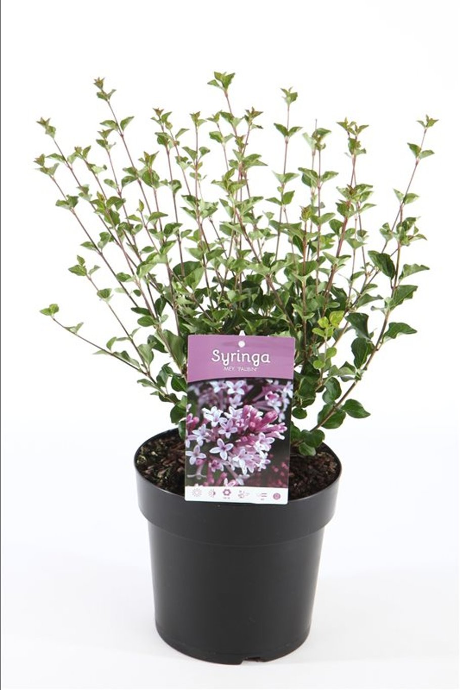 Syringa meyeri 'Palibin' - C4,6